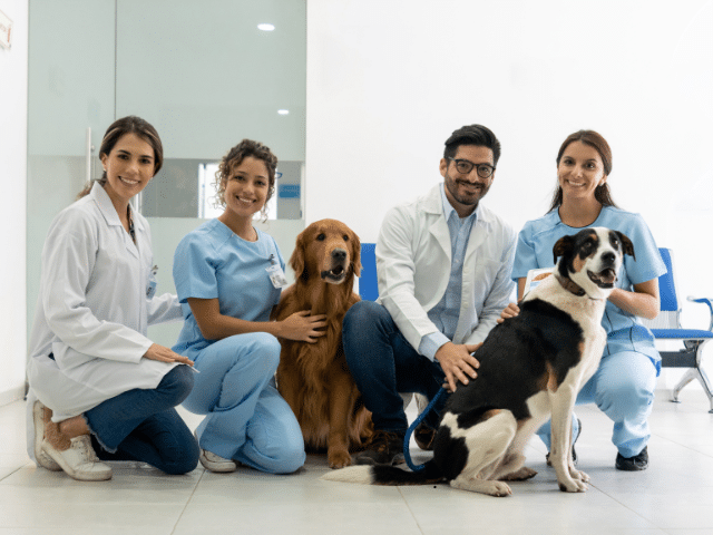 Digital Marketing for Veterinarians